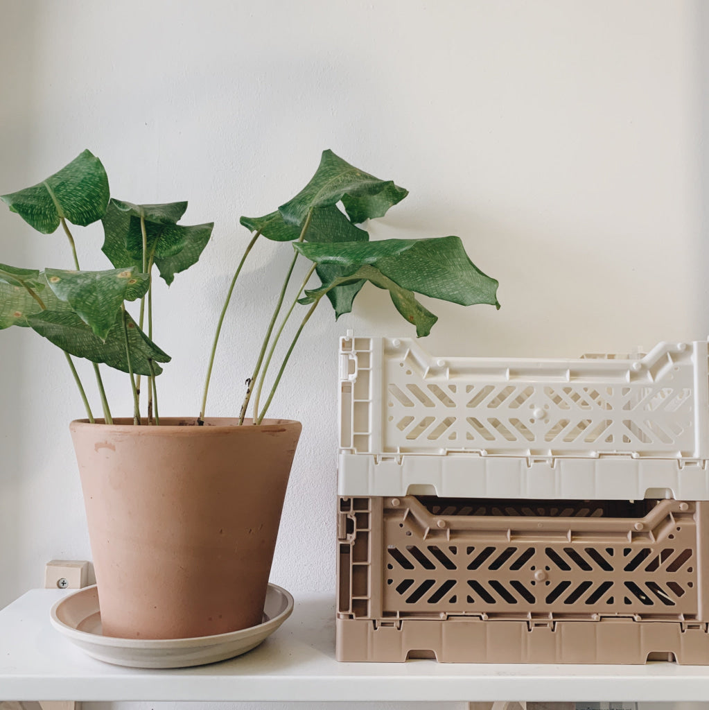 Aykasa Folding Minibox Colour Crate - Storage