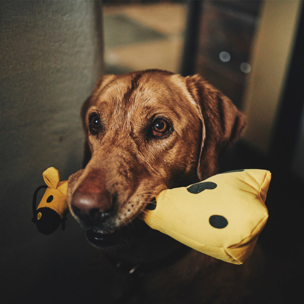 Beco Dog Toy Giraffe | Floats Squeaks Sustainable Material - Dog Toys