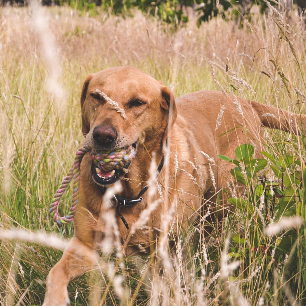 Beco Hemp Rope Ball on Loop - Dog Toys