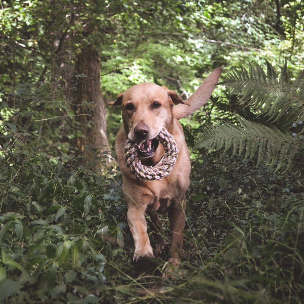 Beco Hemp Rope Jungle Ring - Dog Toys