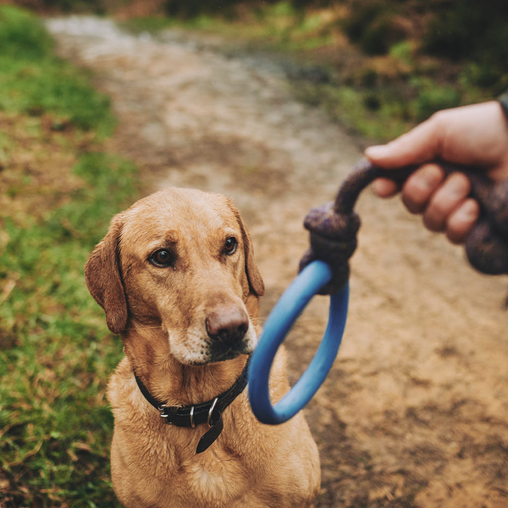 Beco Rubber Hoop on Rope Blue - Dog Toys